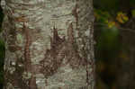 Cherry birch <BR>Sweet birch